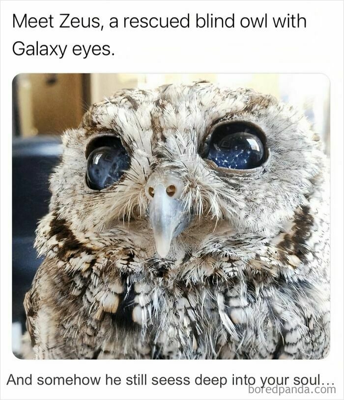 Close-up of a rescued owl with galaxy eyes, a funny and silly animal meme to keep your spirits up.
