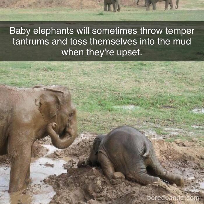 Baby elephants in a muddy field, with one lying down and another standing nearby displaying silly animal behavior.