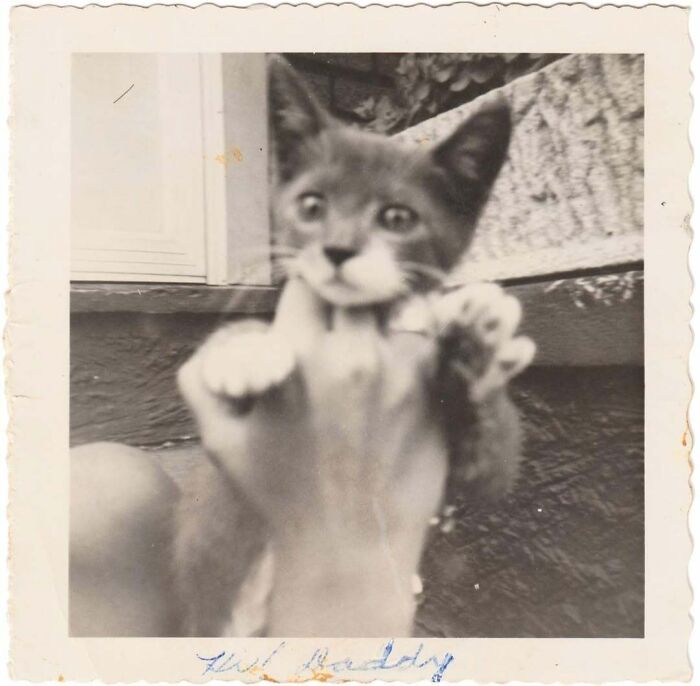 Vintage photo of a kitten being held up, showcasing a charming and interesting moment from history.