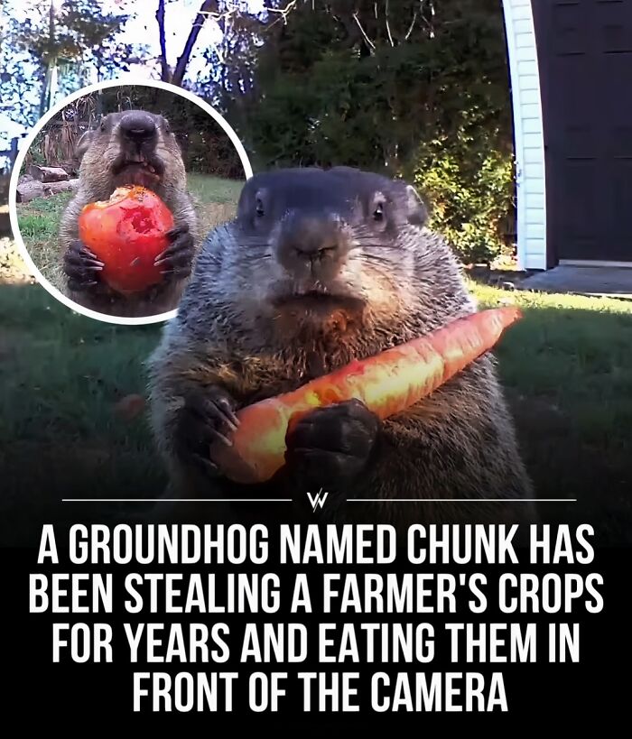 Groundhog stealing and eating crops on camera, featured in interesting short stories about nature and animals.