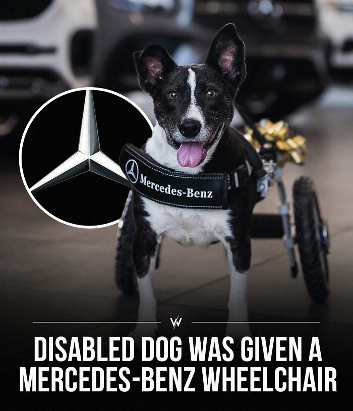 Disabled dog with wheelchair smiling, illustrating one of the best interesting short stories about kindness and care.