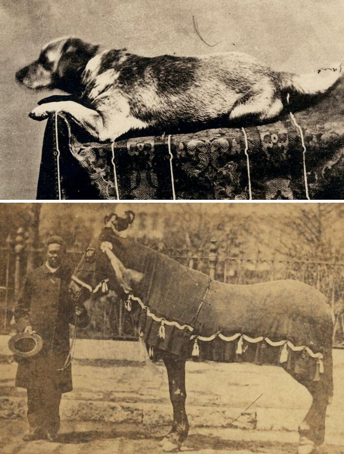 Vintage photos showing presidential pets, including a resting dog and a decorated horse, highlighting life at the White House.