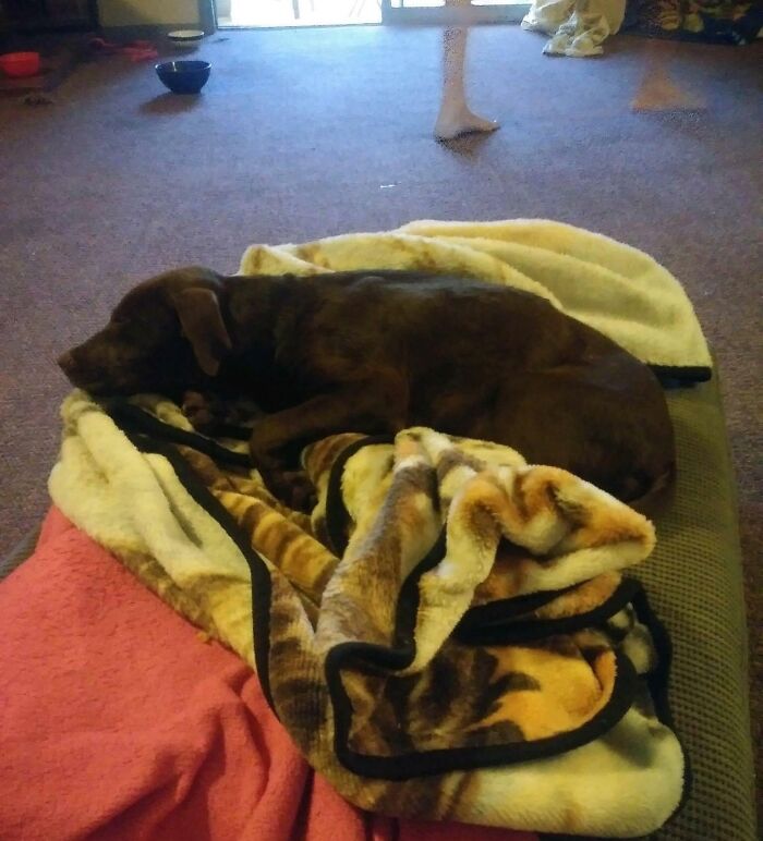 Brown dog sleeping on a patterned blanket in a dimly lit room, evoking a calm and cozy atmosphere amid ghost encounters.