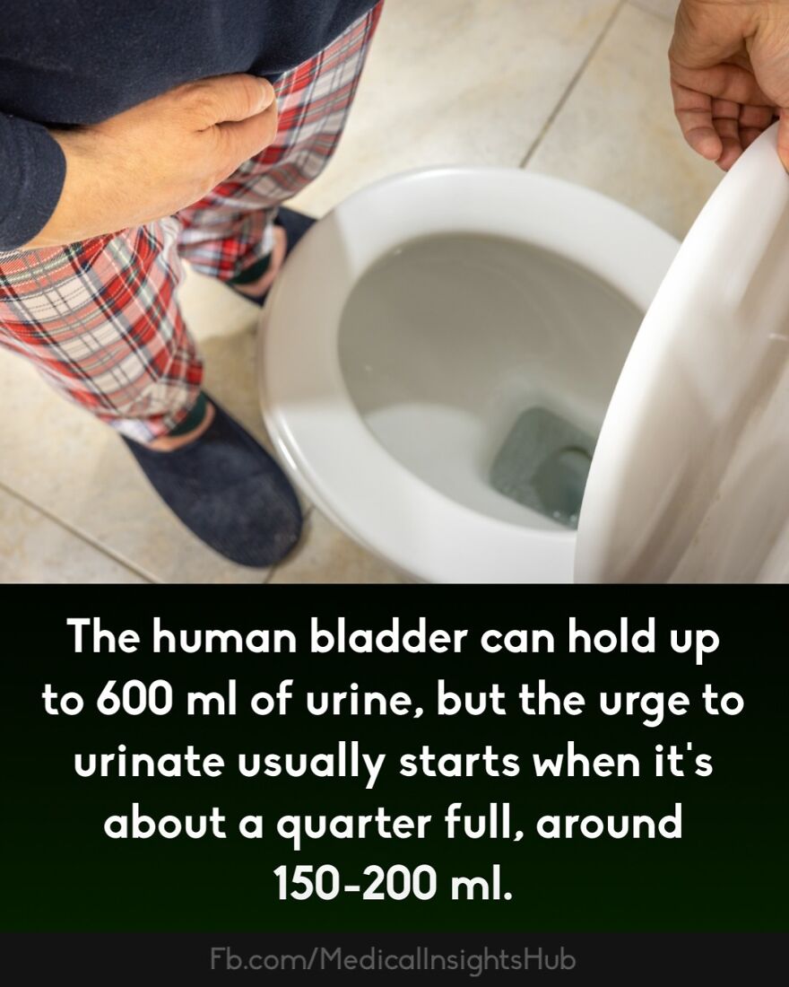 Person in plaid pajamas holding stomach and lifting toilet lid illustrating curious medical facts about fingers containing no muscles.