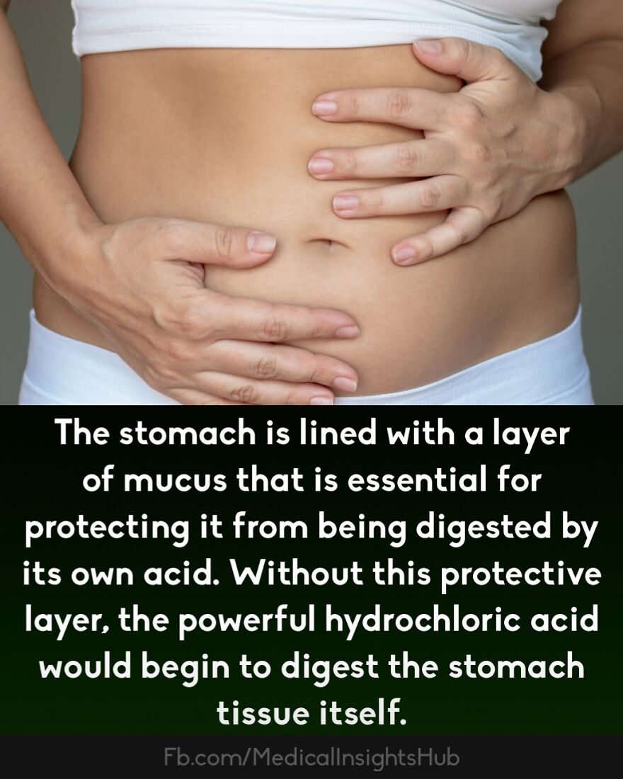 Close-up of a person holding their stomach, illustrating curious medical facts about fingers containing no muscles.