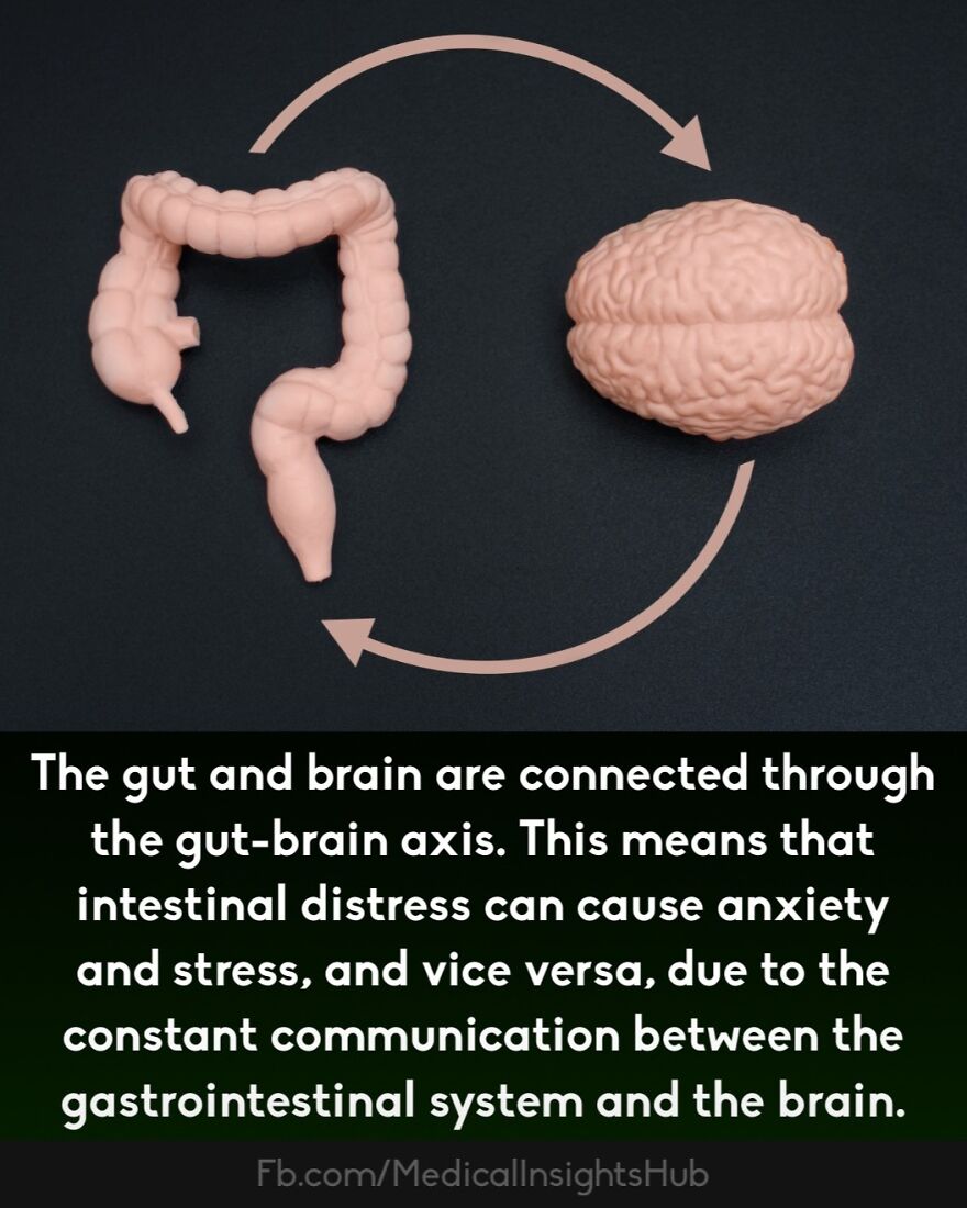 Model of gut and brain connected by arrows illustrating the gut-brain axis and its role in stress and anxiety medical facts.