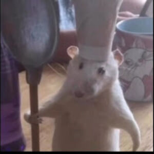 finnvandewalle avatar