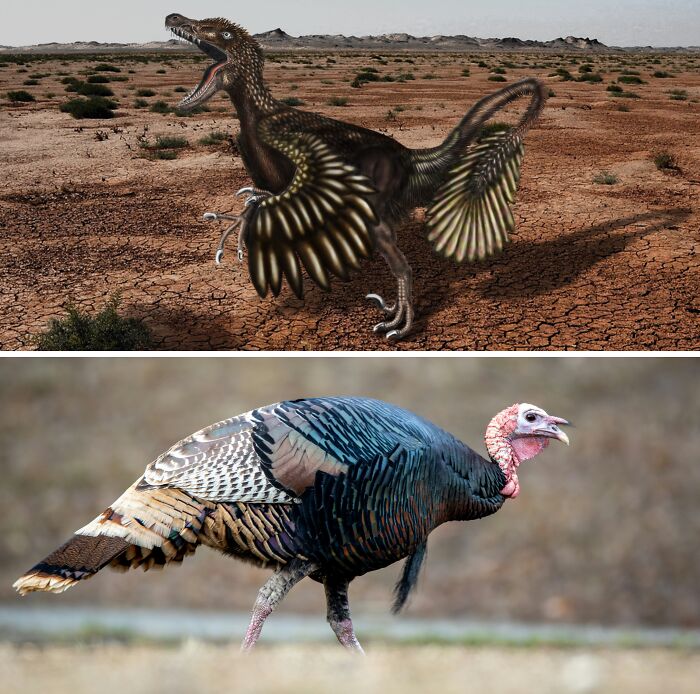 Illustration of a feathered dinosaur in a dry landscape above a live turkey showing dinosaur facts and bird connection.