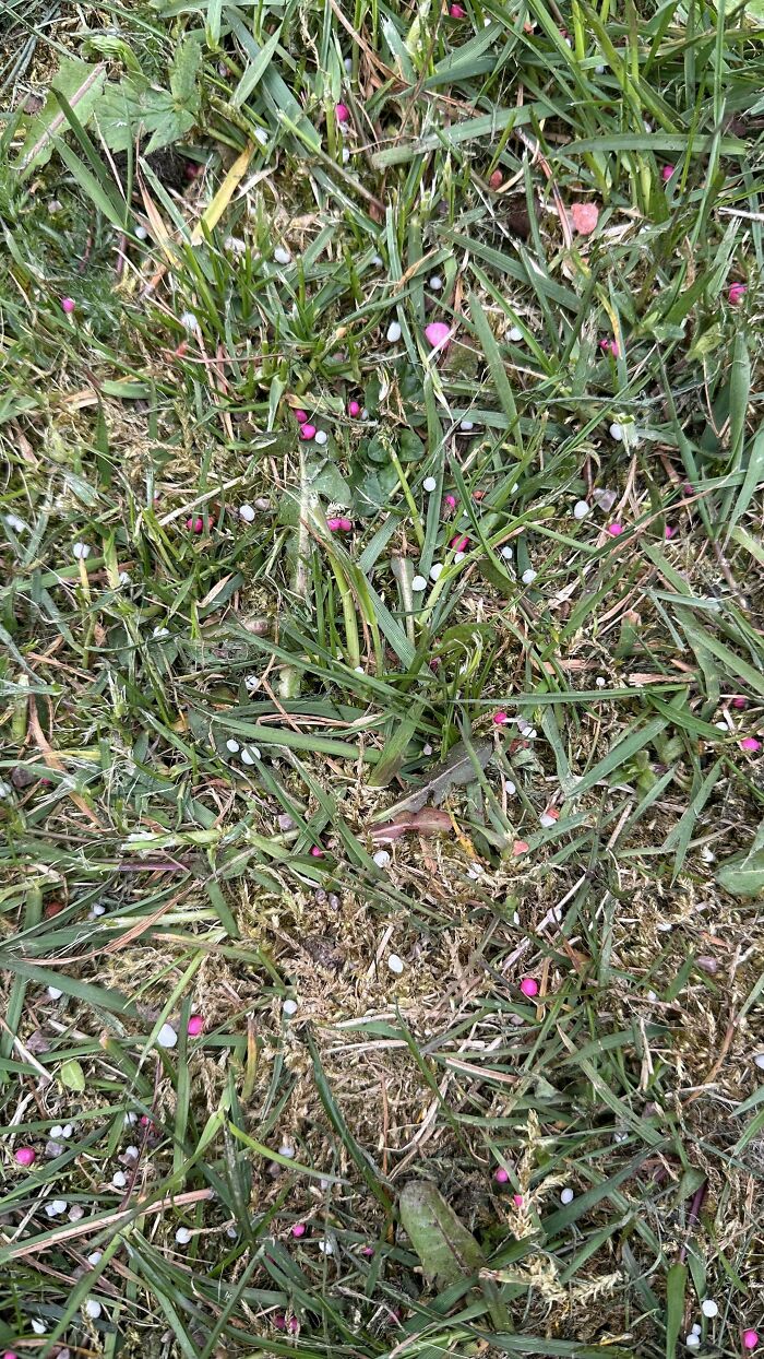 Scattered small white and pink mystery objects on grass, part of a collection helping identify unknown items online.