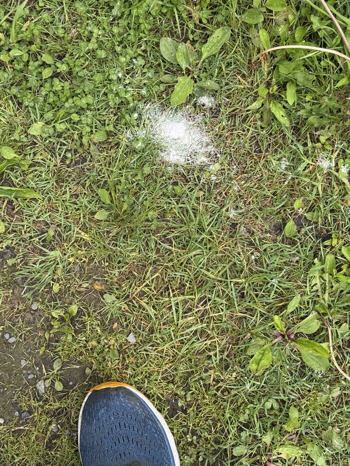 Close-up of a grassy area with a mysterious white powdery substance, part of a collection of mystery objects recognized online.