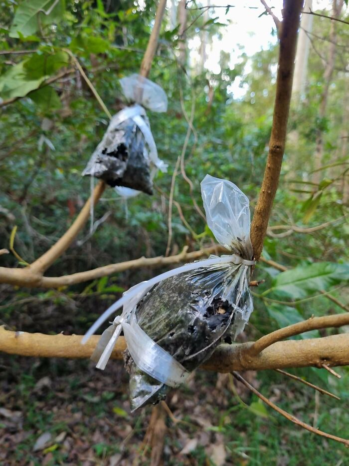 Plastic-wrapped tree grafts tied to branches in a forest setting, a mystery object nature technique recognized online.