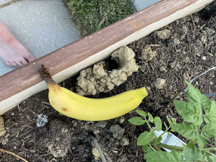 Banana placed in garden soil near a curious mound, one of the mystery objects recognized by an online group.