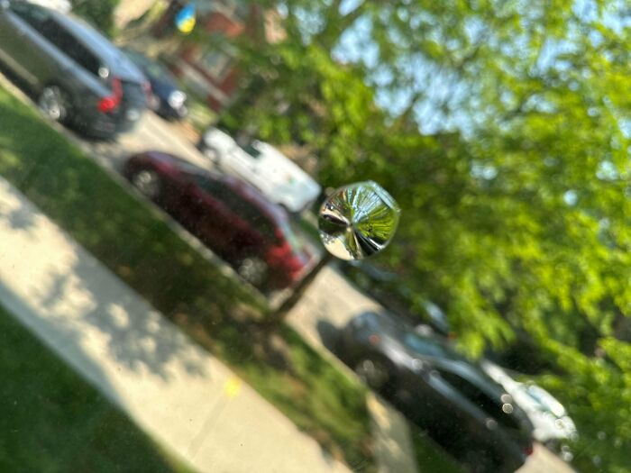 Close-up of a small, clear mystery object on glass with outdoor parking lot and trees blurred in the background.
