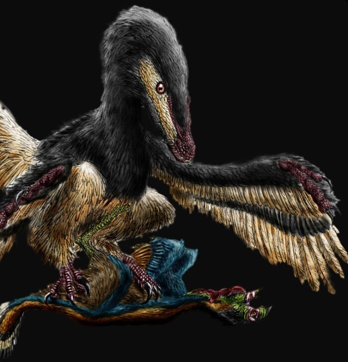 Feathered dinosaur illustration showing detailed wings and claws, highlighting unique dinosaur facts and features.
