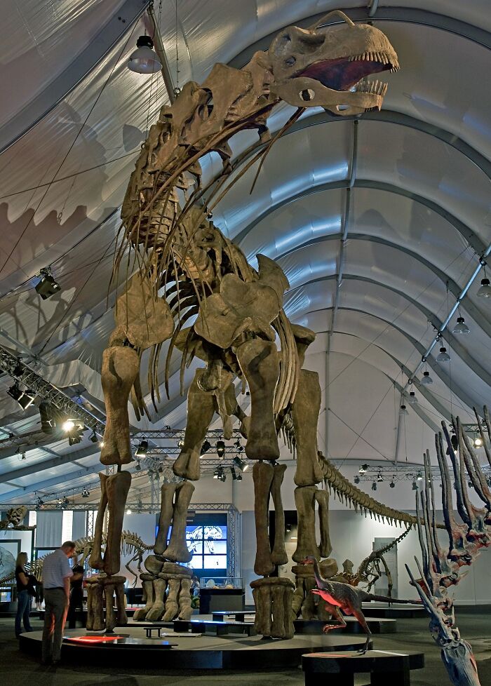 Large dinosaur skeleton displayed in a museum hall with visitors, showcasing fascinating dinosaur facts and exhibits.