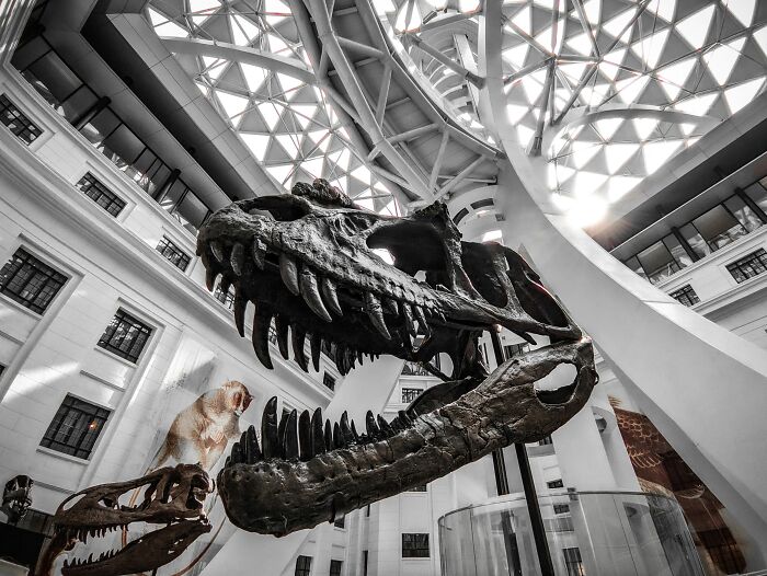 Dinosaur skull fossil displayed in a museum with architectural ceiling, highlighting fascinating dinosaur facts.