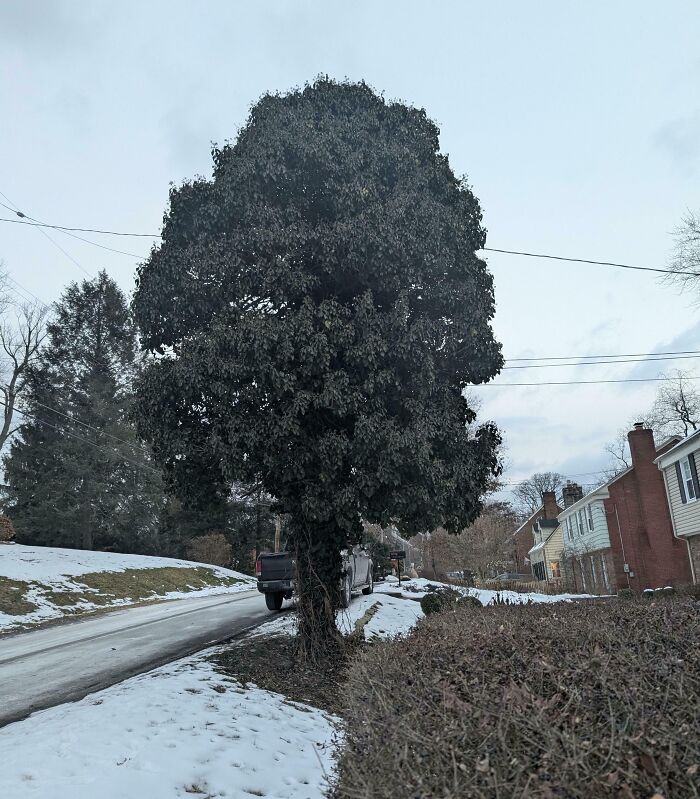 Tree shaped like a human side profile standing by a snowy suburban road in an interesting double take image.