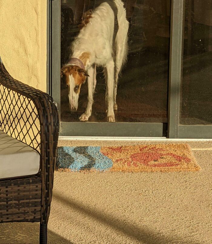 Dog appears to be standing outside but is actually inside behind a sliding glass door, an interesting thing to double take.