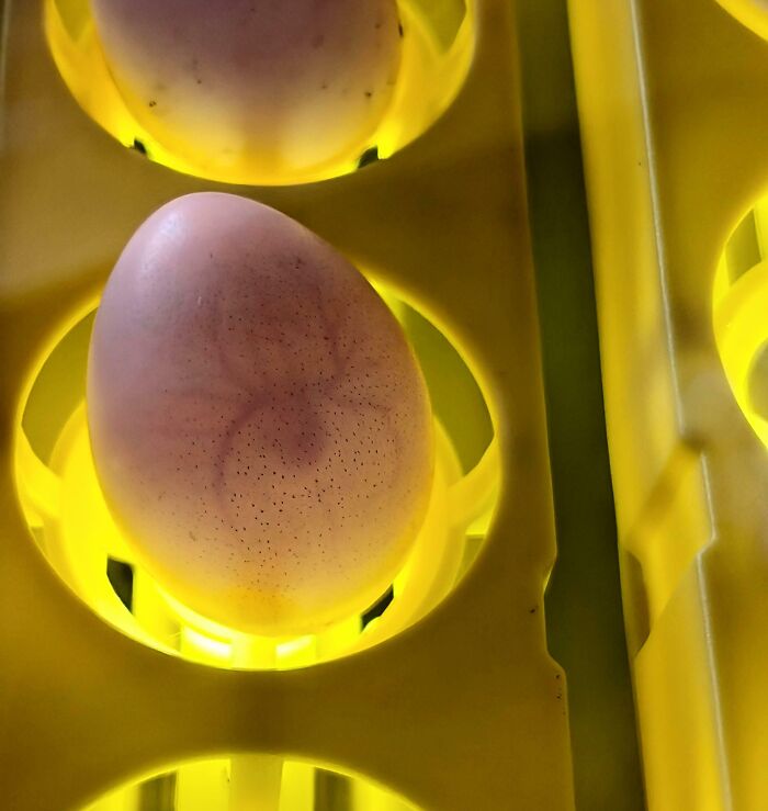 Egg glowing under yellow light in a plastic tray, one of the interesting things requiring a double take to realize its nature