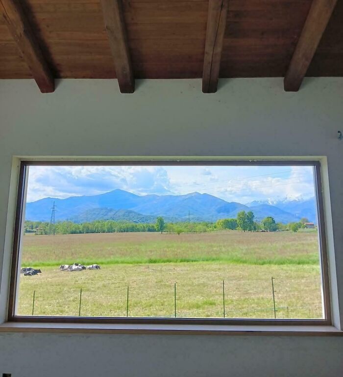 View through a window showing a peaceful field with cows and mountains, an interesting scene requiring a double take.