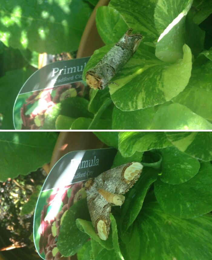 Camouflaged moth on green leaves resembling a tree branch in an interesting thing that requires a double take to realize.