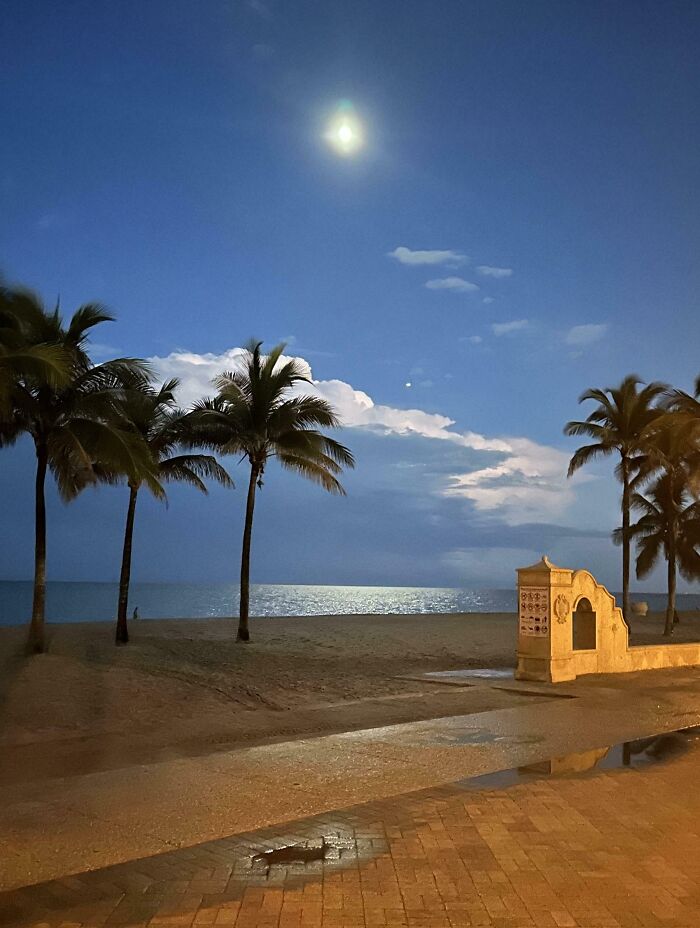 Beach scene at night with palm trees and moonlight reflecting on the ocean, an interesting thing requiring a double take.