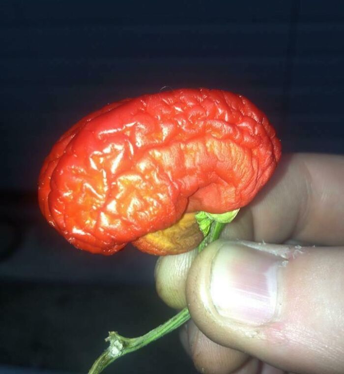 Close-up of a red chili pepper that looks like a human brain, one of the interesting things requiring a double take to realize.
