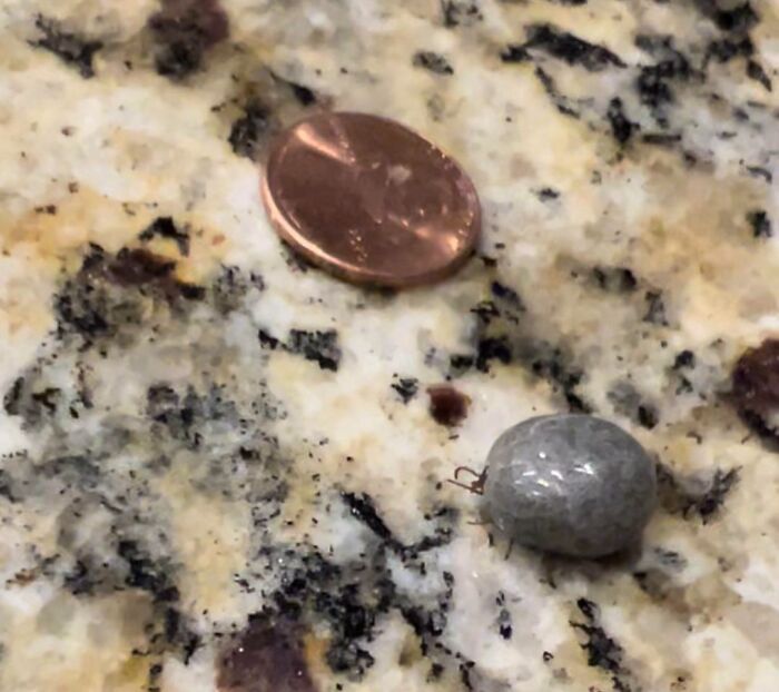 Small tick next to a penny on a speckled granite surface, an interesting thing that required a double take to notice.