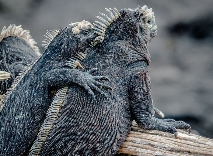 Two marine iguanas showing rough textured skin and spines, illustrating dinosaur facts about reptile appearances.