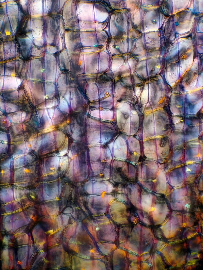 Close-up microscopic image showing colorful, detailed cell structure giving a unique perspective of ordinary things.