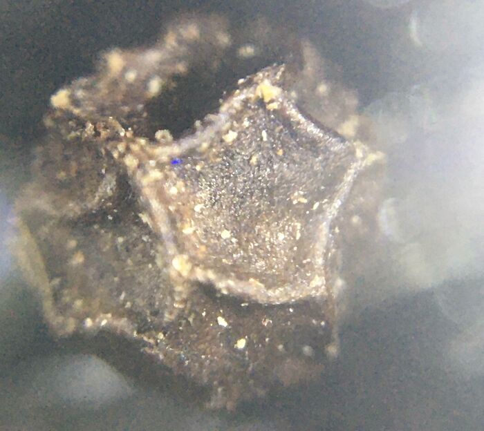 Close-up microscopic image showing a detailed textured surface with a unique star-shaped pattern.