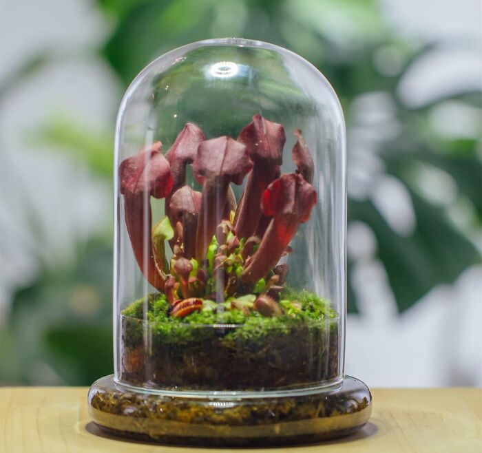 Unique artistic plant arrangement under a glass dome showcasing creative spirit in an inspiring and decorative display.