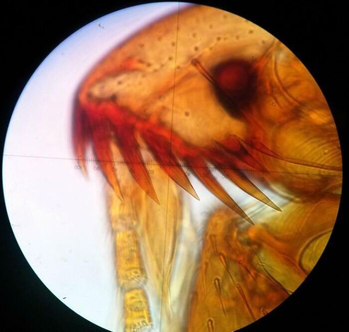 Microscopic image showing detailed close-up of an insect's head and mouthparts with sharp red mandibles.