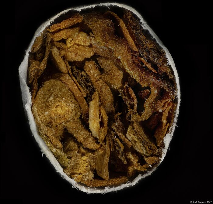 Microscopic image of a walnut kernel showing intricate textures and structures in a close-up perspective.
