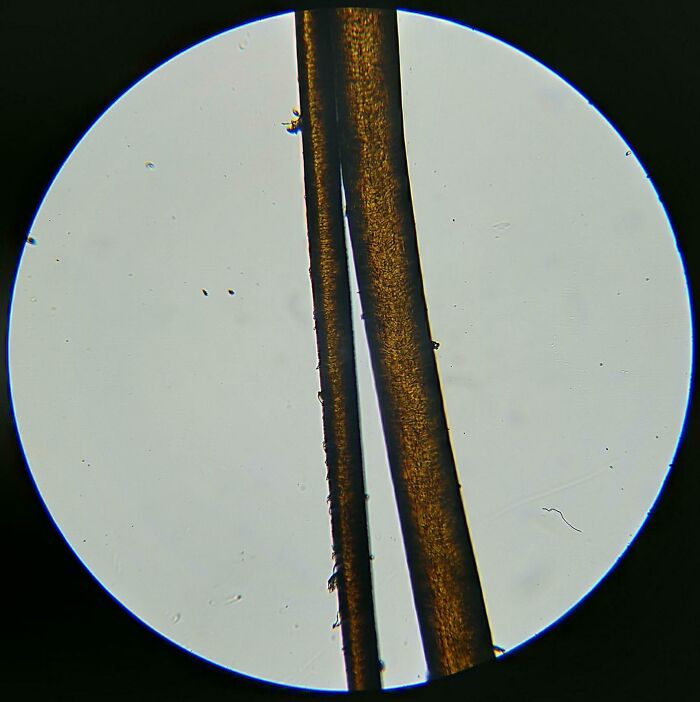 Microscopic image showing two strands of hair with visible texture and details under high magnification.