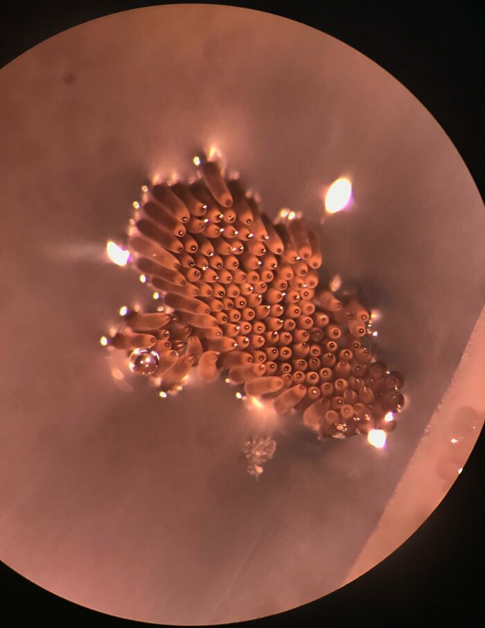 Microscopic image showing a cluster of tiny structures with glowing tips, offering a unique perspective on ordinary objects.