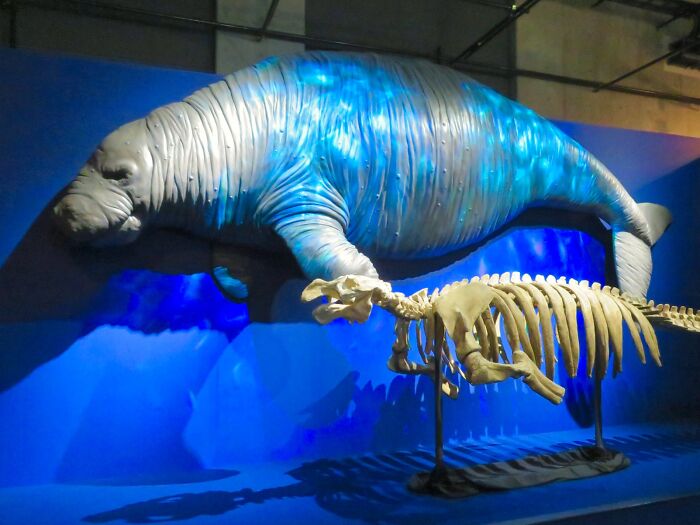 Manatee model and skeleton displayed in a museum exhibit about animals that sadly went extinct.
