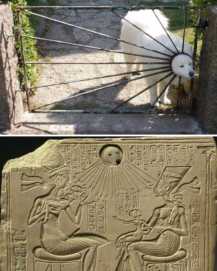 White dog with head poking through gate bars and edited into ancient history meme with hieroglyphics and sun rays around dog’s face.