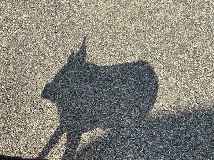 Shadow on pavement resembling a cool and interesting shape, showcasing bizarre shadows that made people look twice.