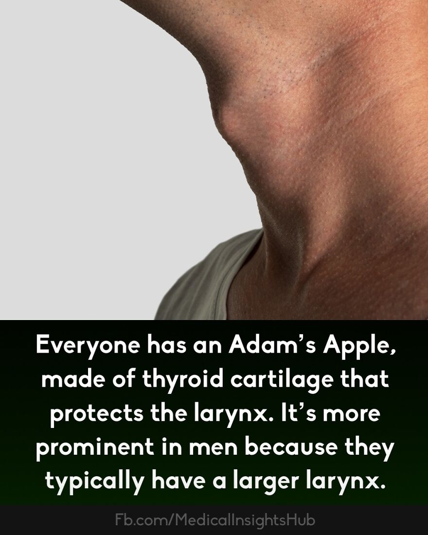 Close-up of a person's Adam’s Apple highlighting medical facts about muscles in fingers and larynx anatomy.