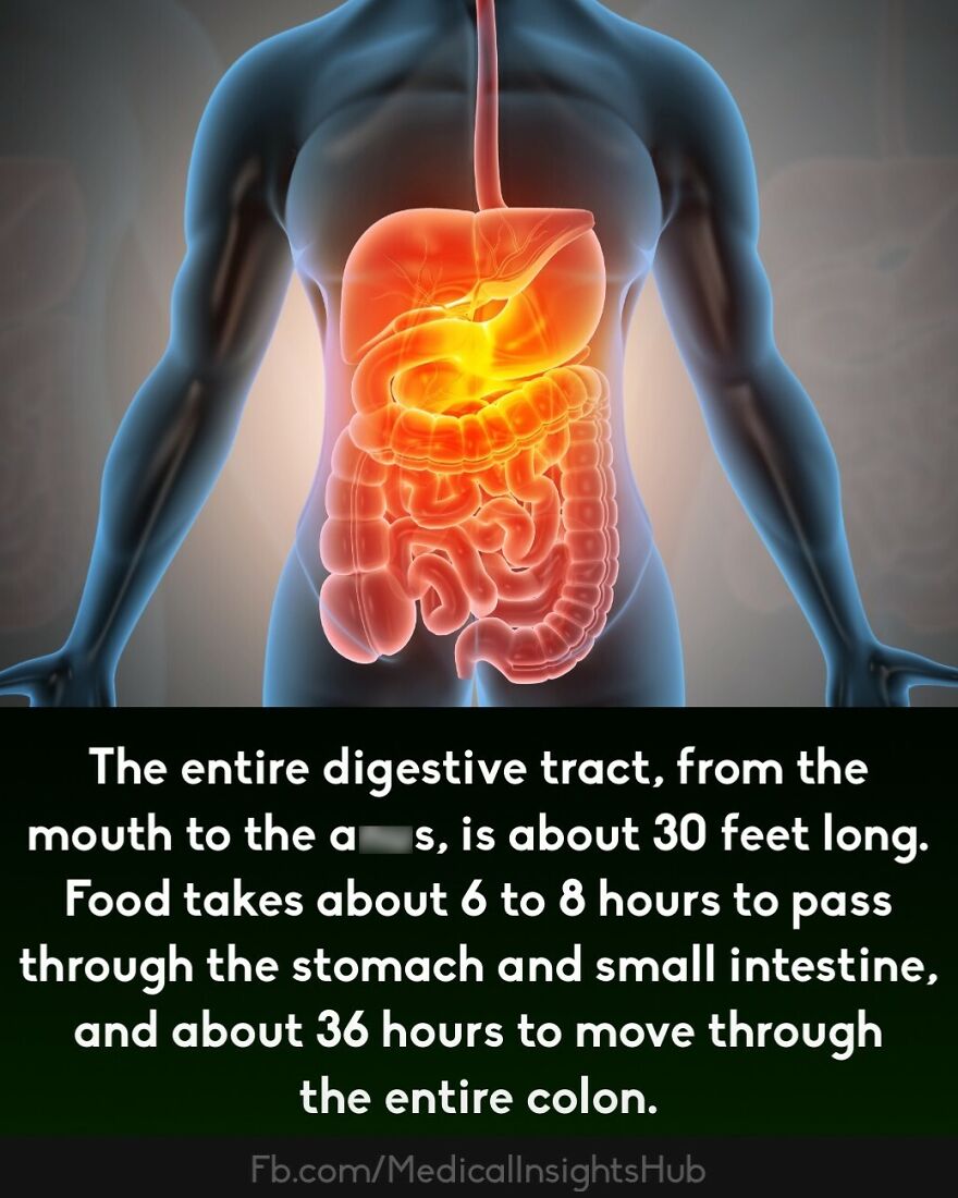 Human digestive tract anatomy illustrating stomach and intestines with information on digestion time and length.