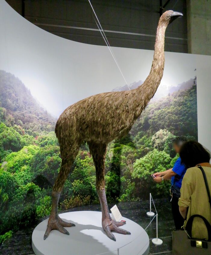 Extinct animal model resembling a large flightless bird displayed in a museum exhibit about animals that sadly went extinct.