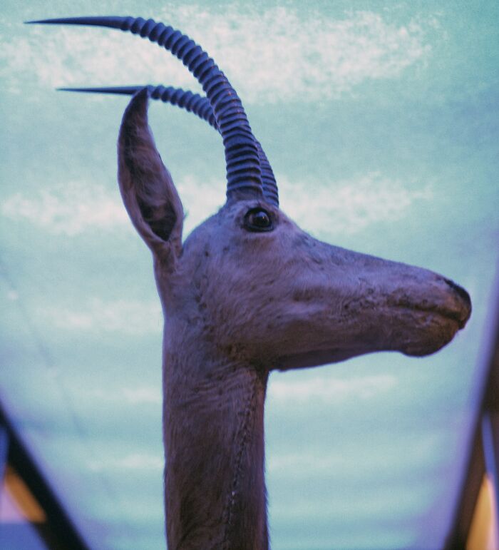 Taxidermy of extinct animal with long curved horns representing animals that sadly went extinct.