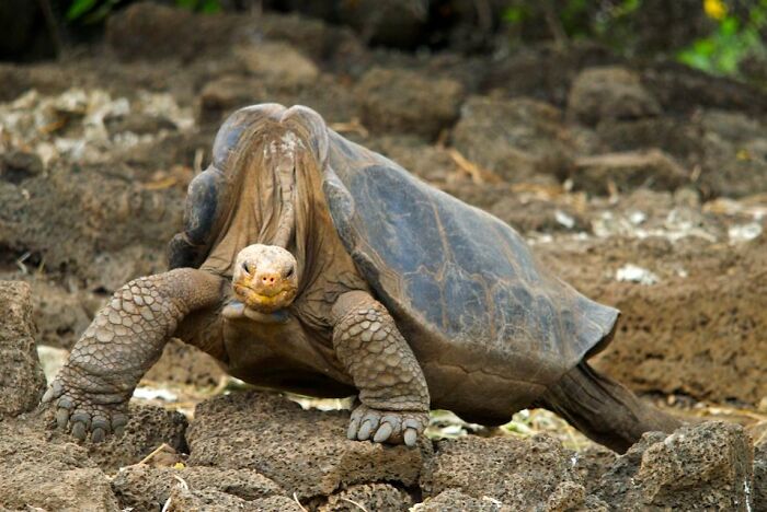 Giant tortoise walking on rocky terrain, an example of animals that sadly went extinct and why.