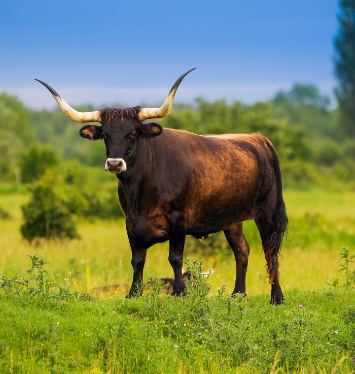 A large extinct animal with long curved horns standing in a green field under a clear blue sky.