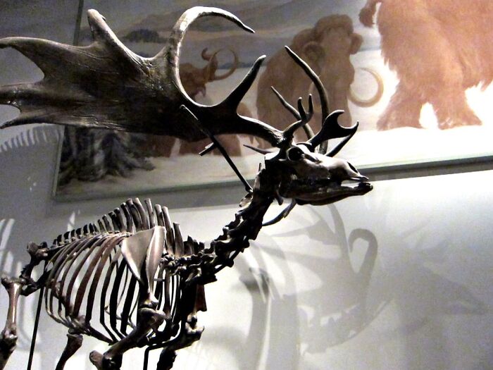Skeleton of an extinct animal displayed in a museum, representing animals that sadly went extinct and why.