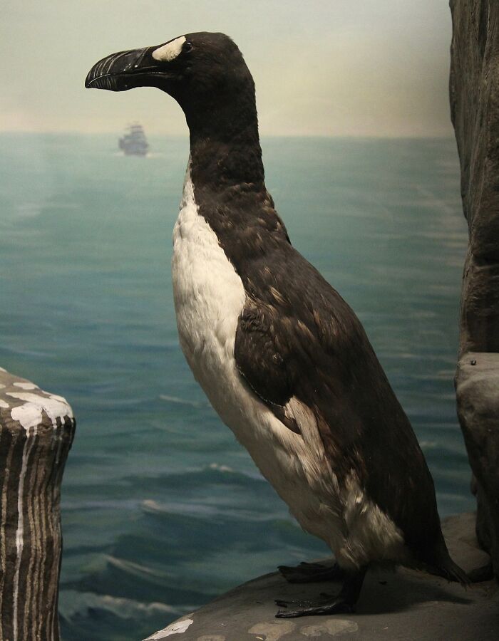 Great auk, a large extinct seabird, standing near the ocean representing animals that sadly went extinct.
