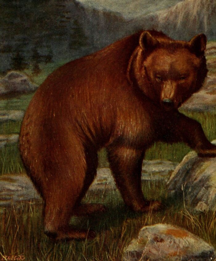 Painting of a large brown bear in a natural rocky environment representing animals that sadly went extinct.