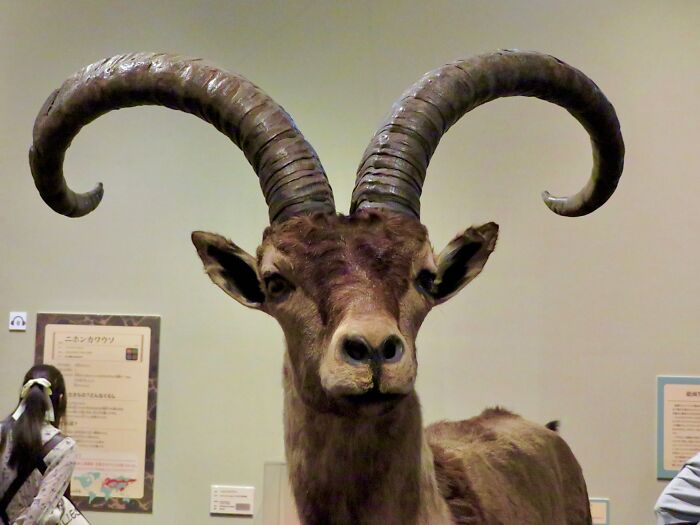 Taxidermy of an extinct animal with large curved horns displayed in a museum, illustrating animals that sadly went extinct.