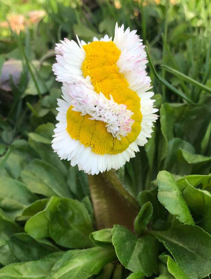 Close-up of an unreal photograph showing a distorted yellow and white flower among green leaves in natural light.